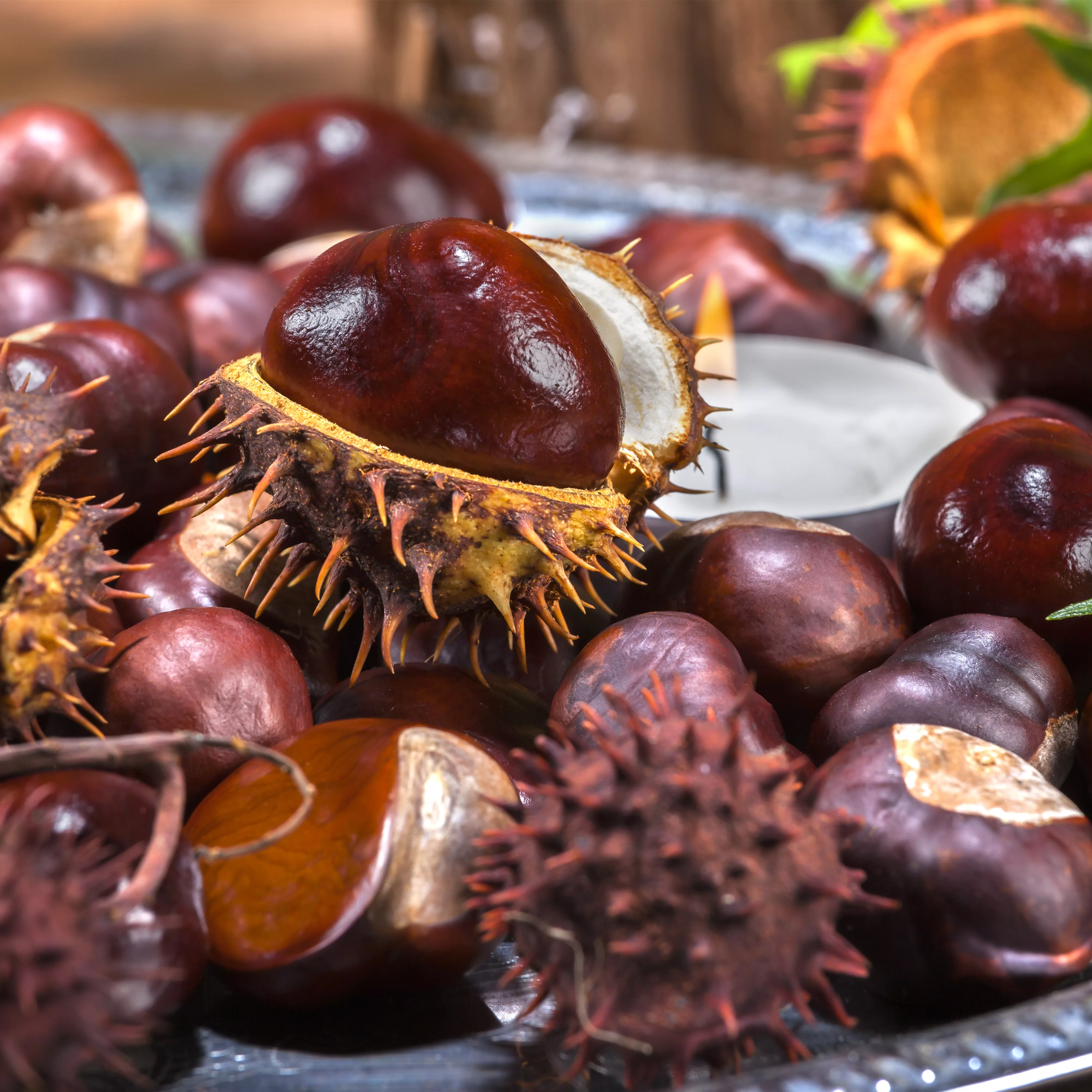 Rund um die Kastanie