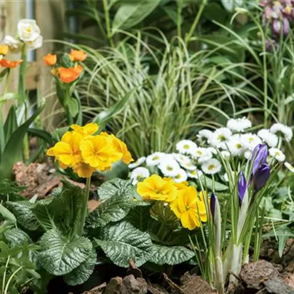 Frühlingsboten auf dem Balkon