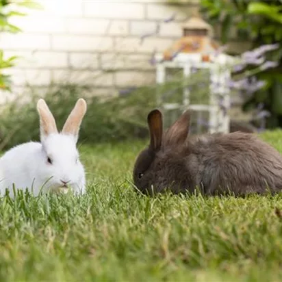 Lebensraum für Kaninchen und Co.