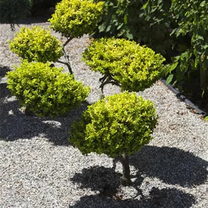 Gartenarbeit: richtig Mulchen mit Kies