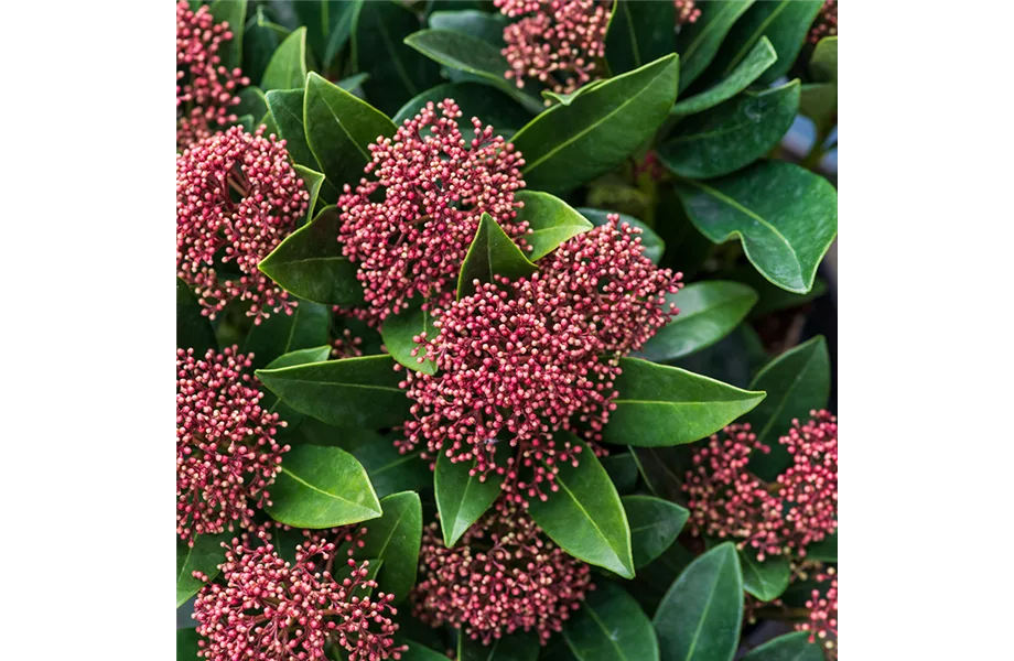 Indian Summer in heimischen Gärten Indian Summer in heimischen Gärten