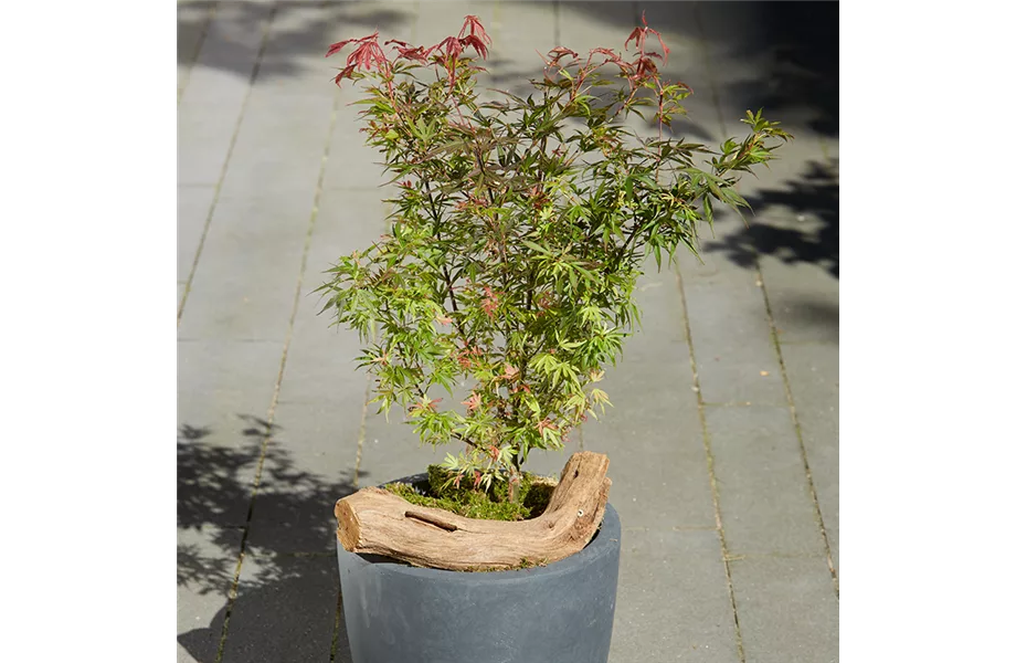 Indian Summer in heimischen Gärten Indian Summer in heimischen Gärten