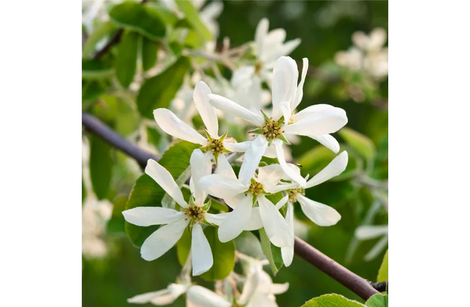 Indian Summer in heimischen Gärten Indian Summer in heimischen Gärten