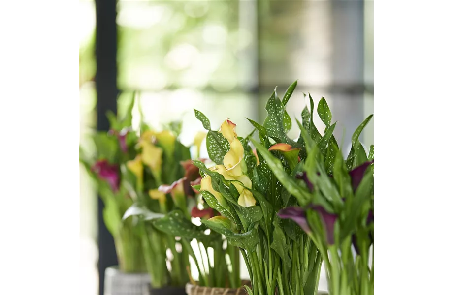 Pflanze des Monats Juni 2026: Calla