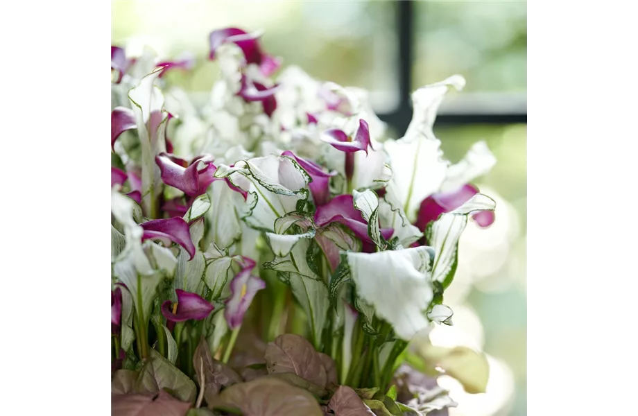 Pflanze des Monats Juni 2026: Calla