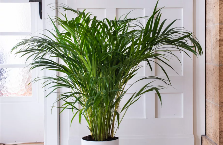 Pflanze Februar 2025: Palmen