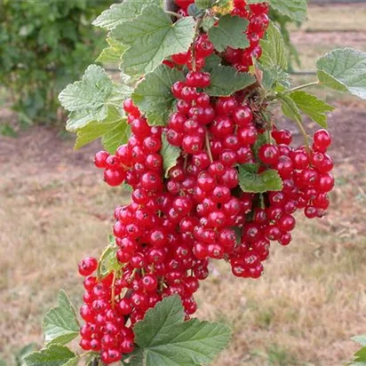Johannisbeeren