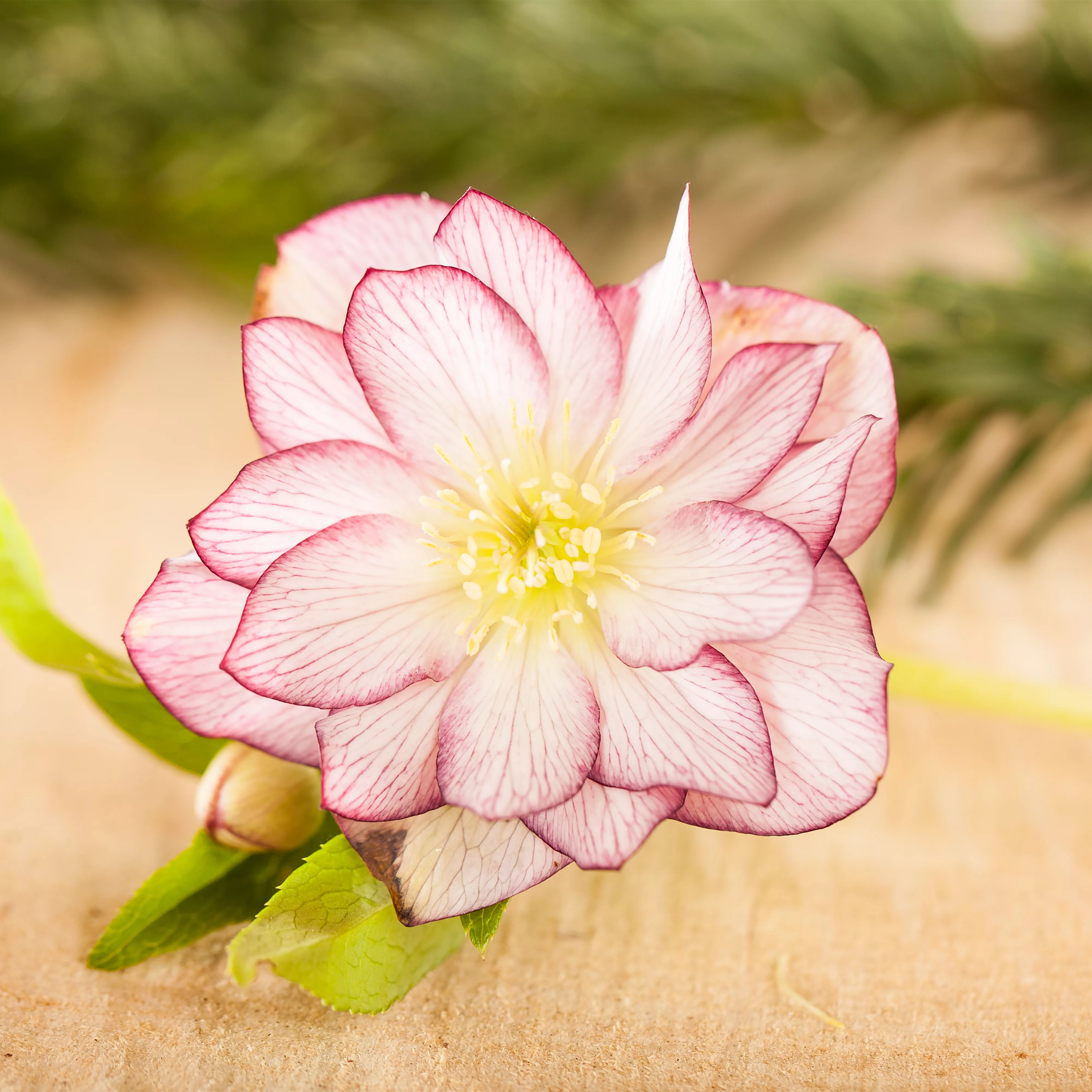 Herzensgrüße mit Helleborus