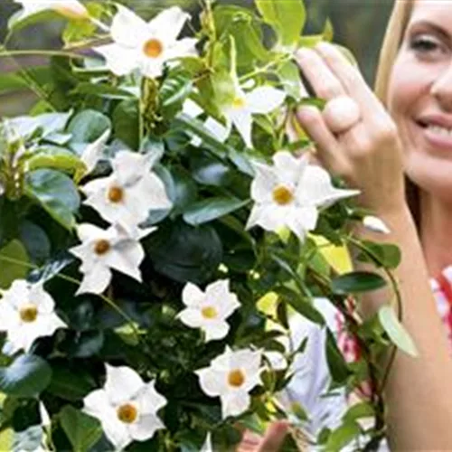 Gartenkalender Mai 2026