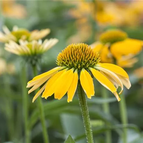 Gartenkalender August 2026