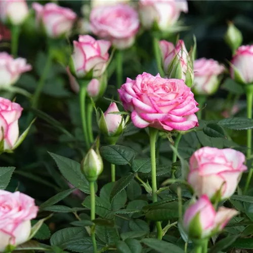 Pflanze des Monats Mai 2026: Topfrose