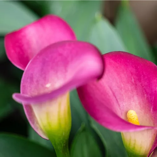 Pflanze des Monats Juni 2026: Calla