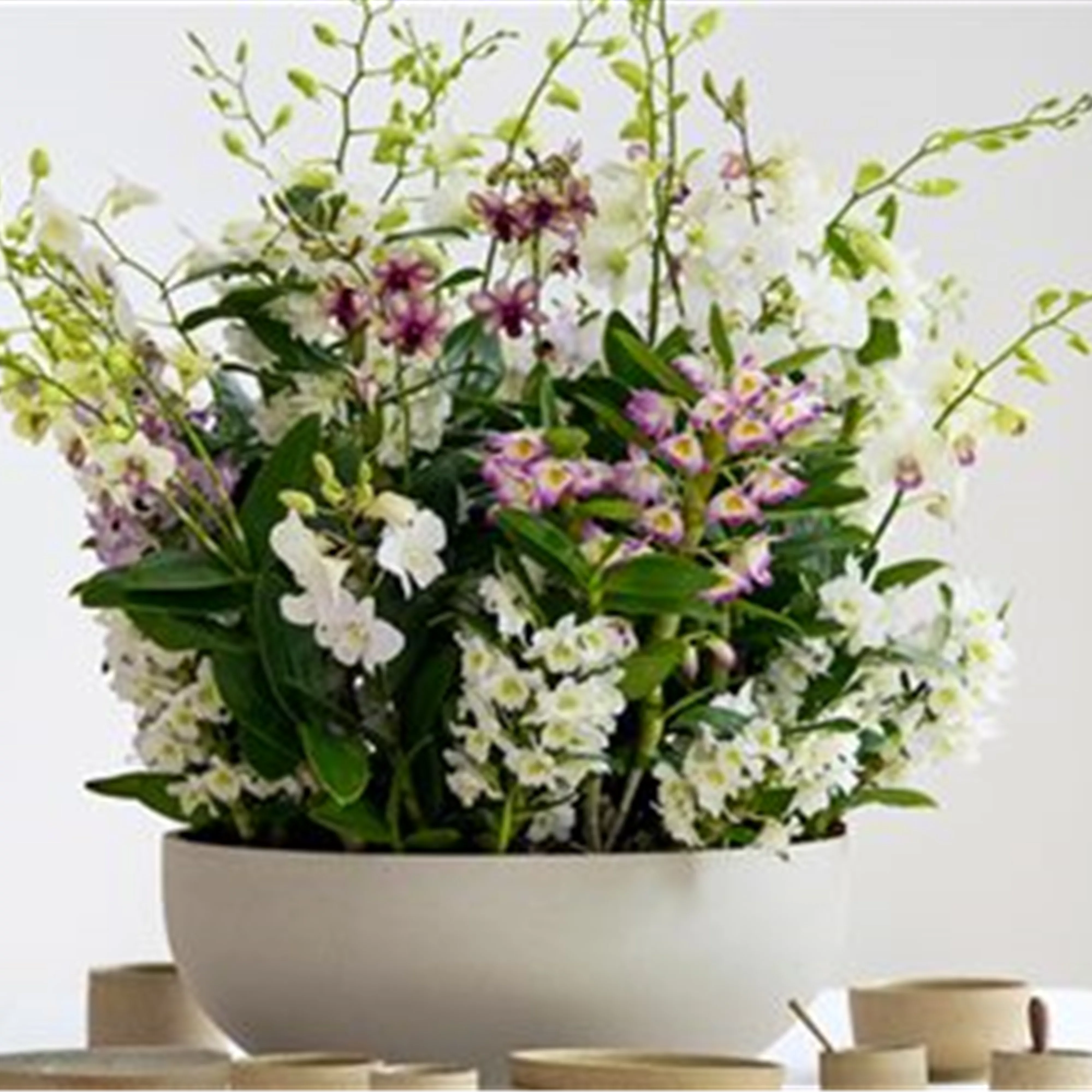 Pflanze des Monats März 2026: Dendrobium