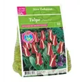 DBIA-Zwiebeltuetchen-Tulpe-Pinocchio.jpg