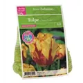 DBIA-Zwiebeltuetchen-Tulpe-Texas-Flame-10.jpg