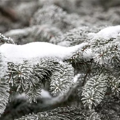 Schnee im Garten: Was tun?